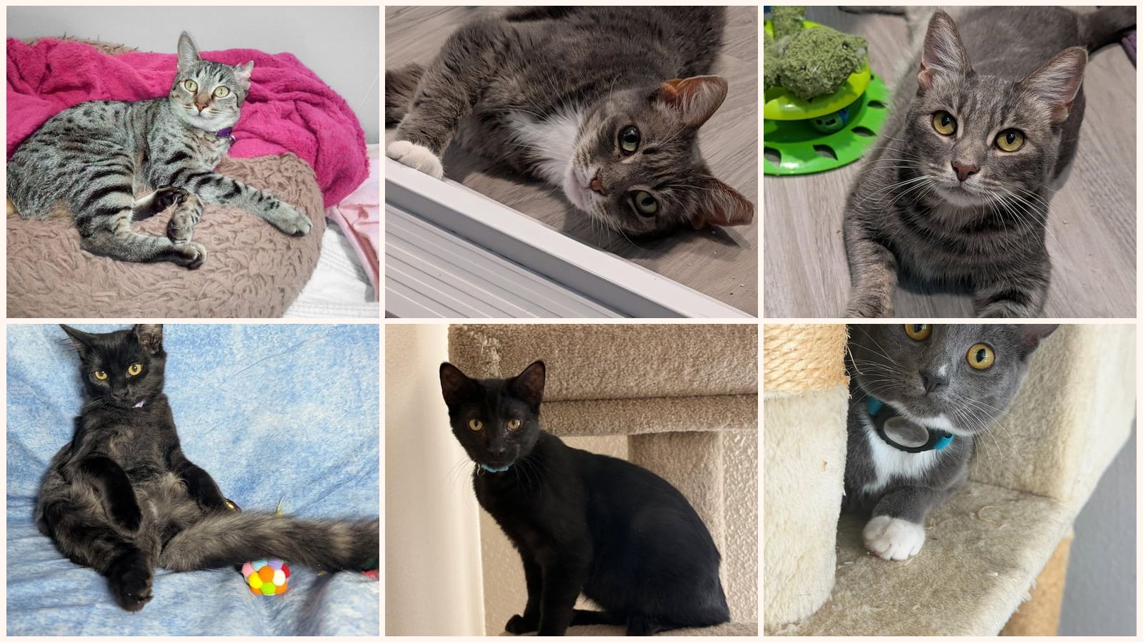 Kid-Friendly Cats up for adoption near Mountain View, CA