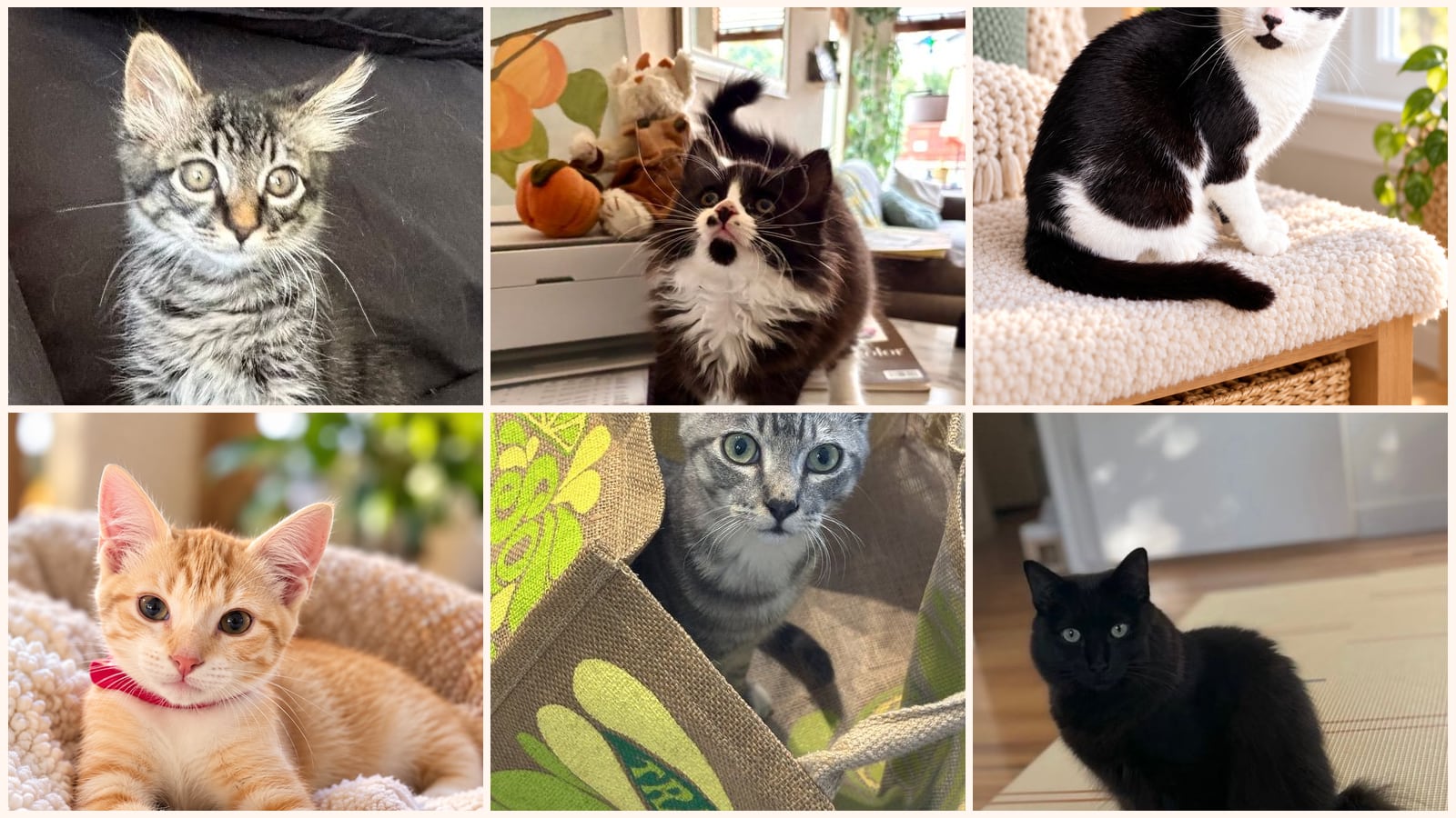 Dog-Friendly Cats up for adoption near Napa, CA