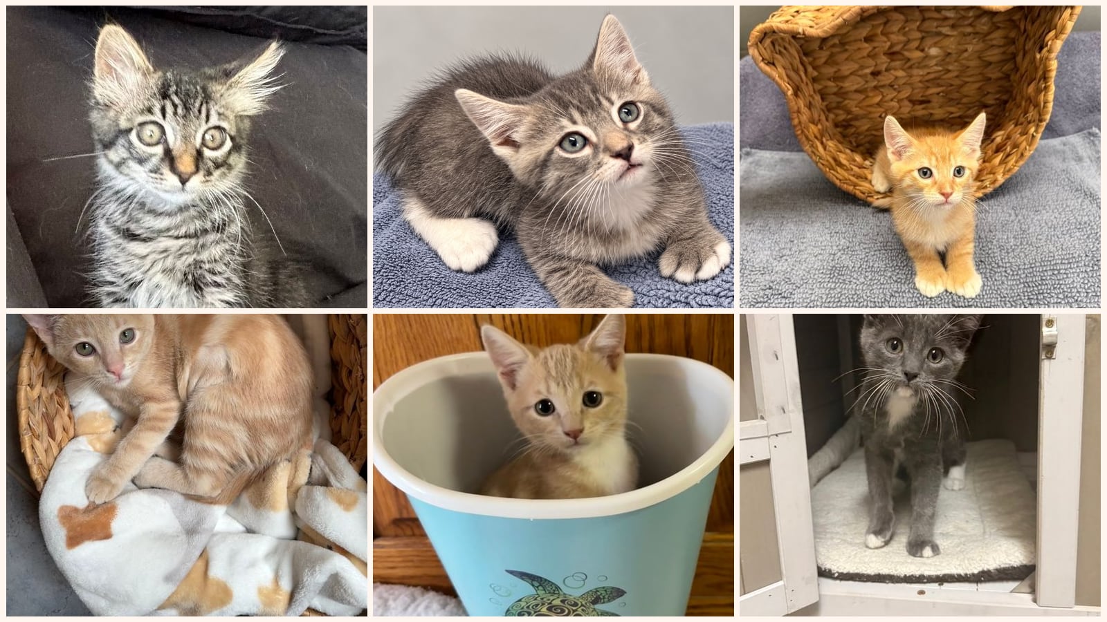 Kittens up for adoption near Napa, CA