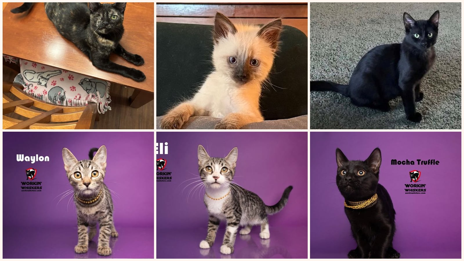Kittens up for adoption near National City, CA