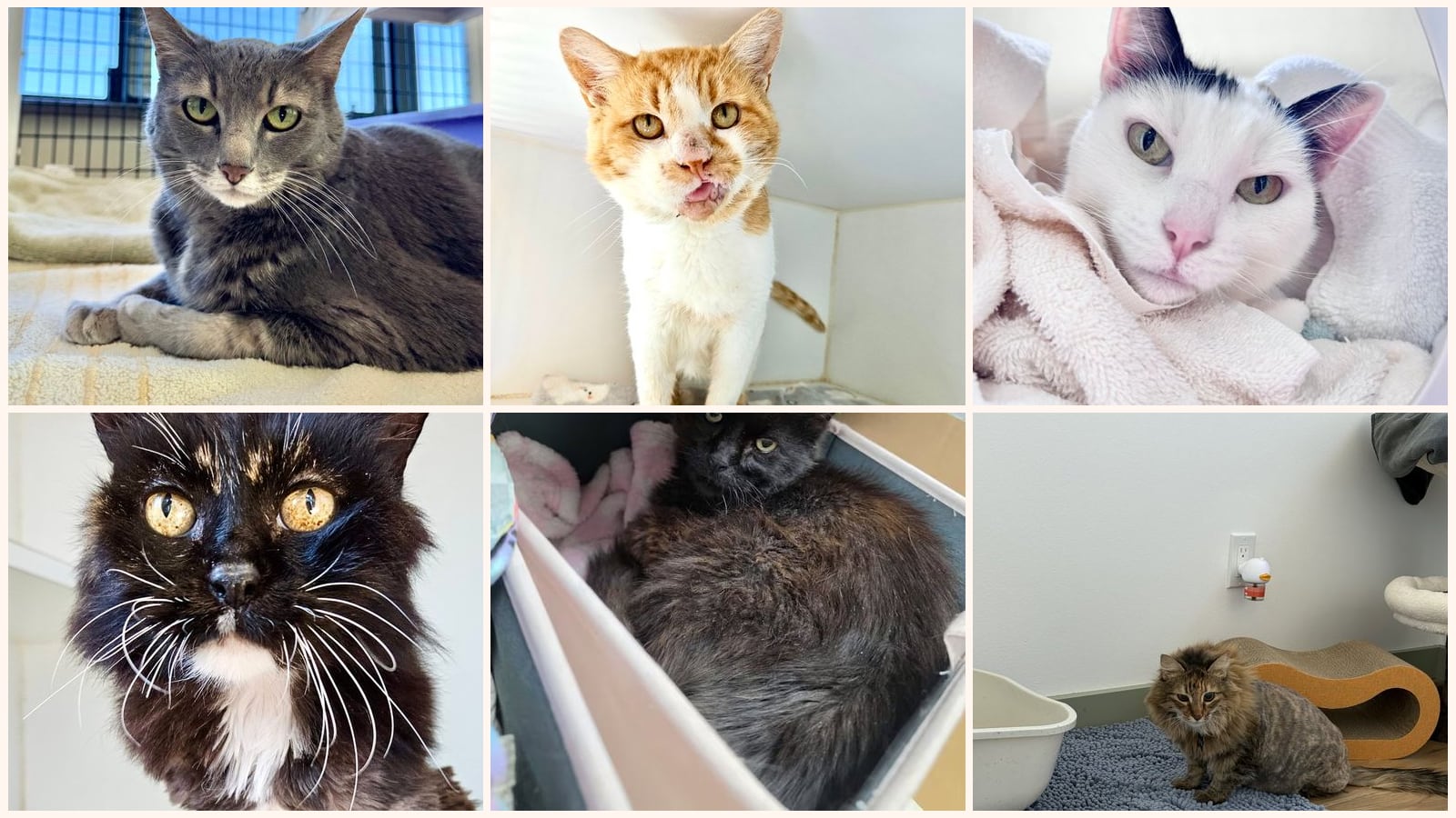 Senior Cats up for adoption near Novato, CA