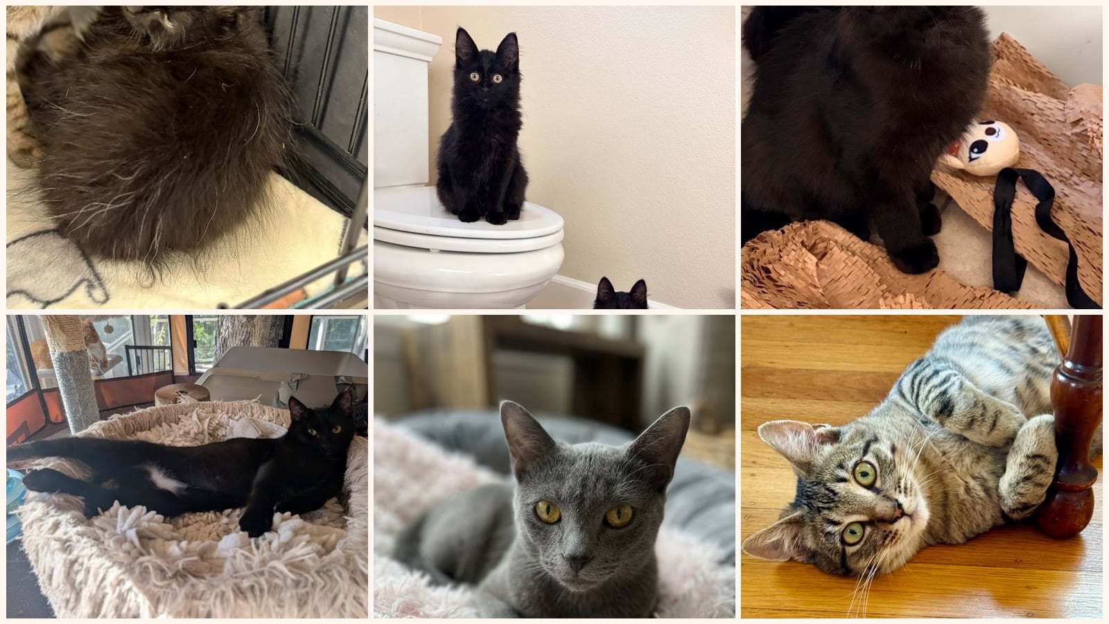 Kid-Friendly Cats up for adoption near Oakland, CA