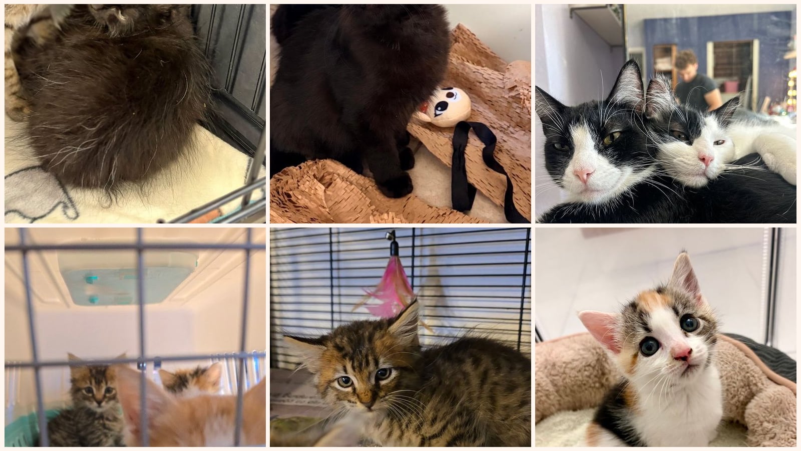 Long-Haired Cats up for adoption near Oakland, CA