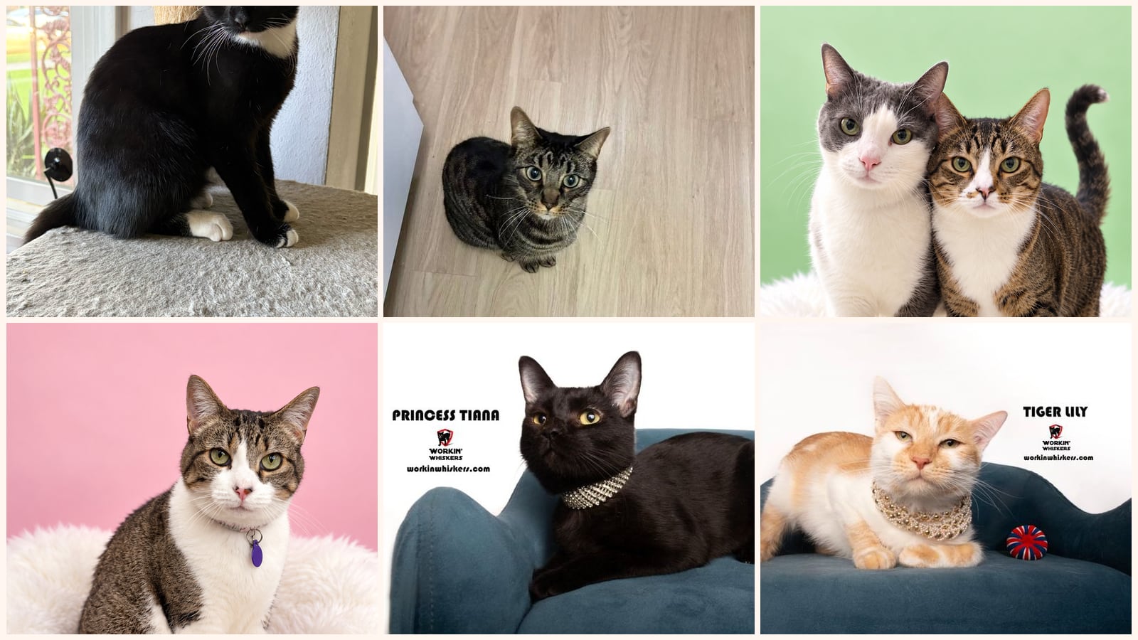 Adult Cats up for adoption near Oceanside, CA