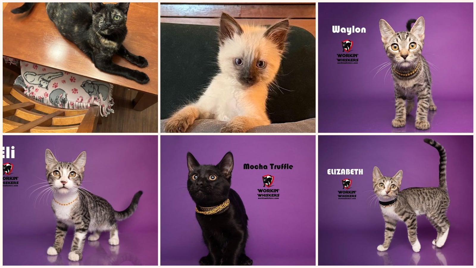 Kittens up for adoption near Oceanside, CA