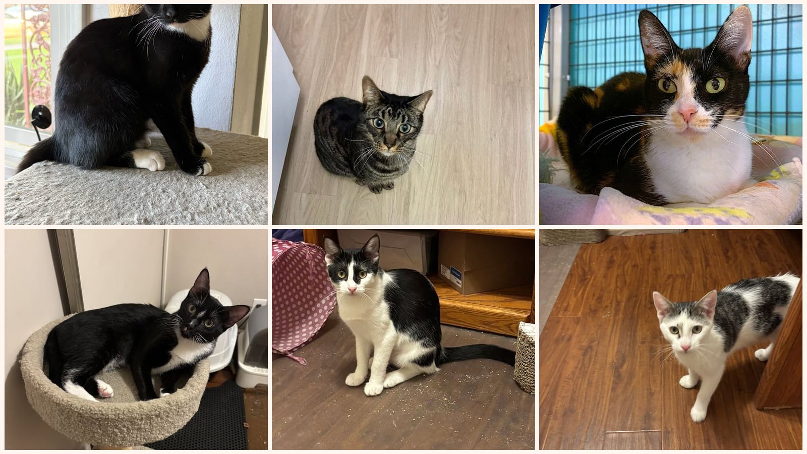 Adult Cats up for adoption near Orange, CA