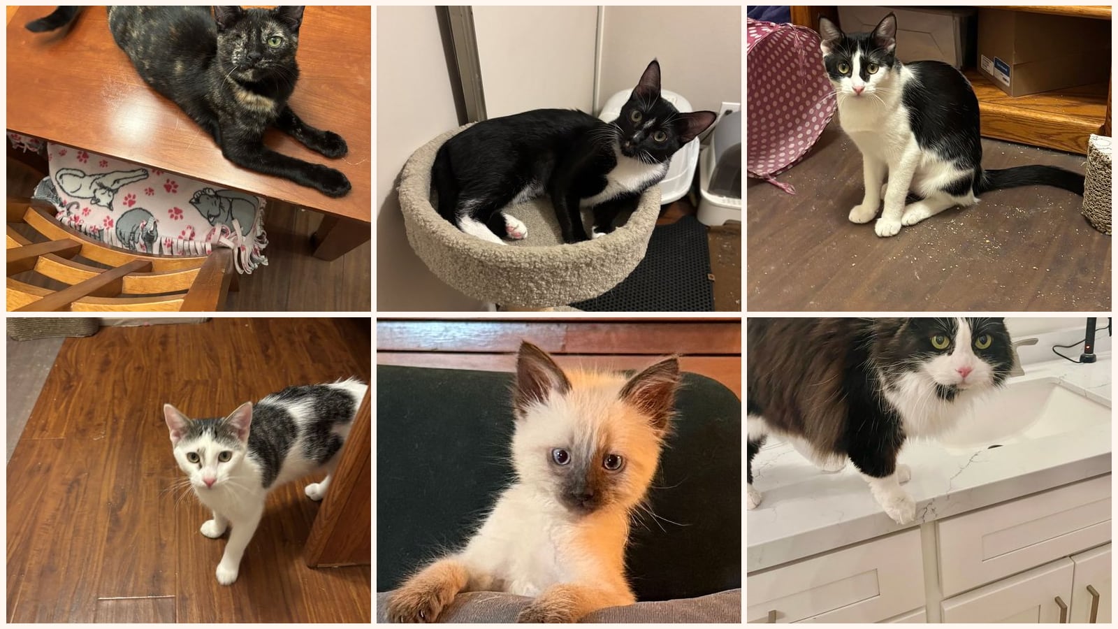 Kid-Friendly Cats up for adoption near Orange, CA