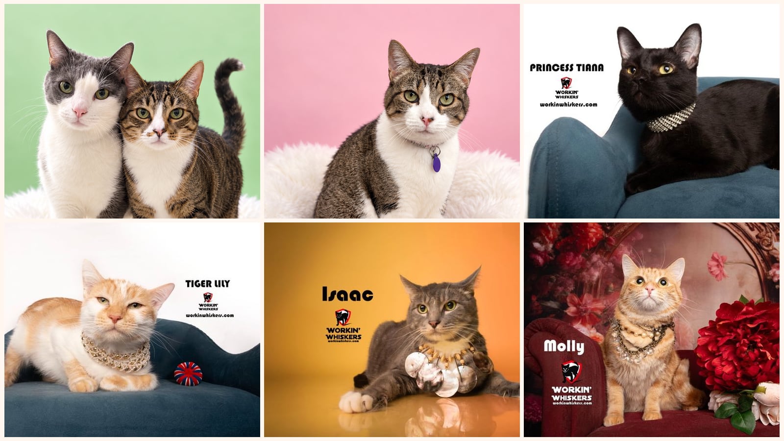 Adult Cats up for adoption near Palm Desert, CA