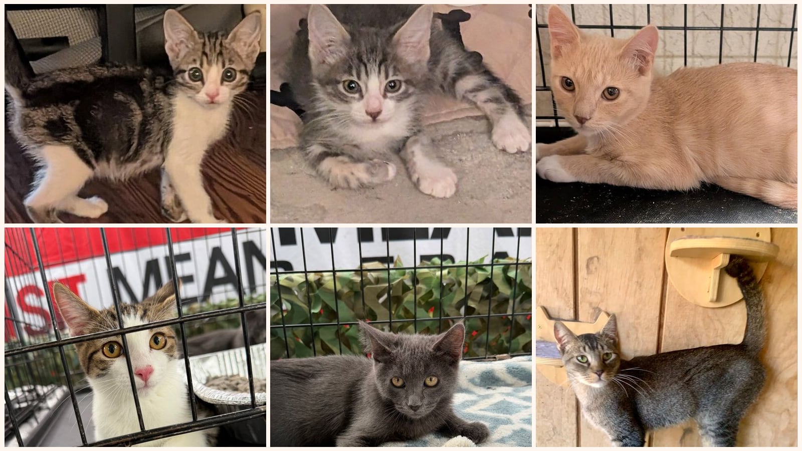 Dog-Friendly Cats up for adoption near Palmdale, CA