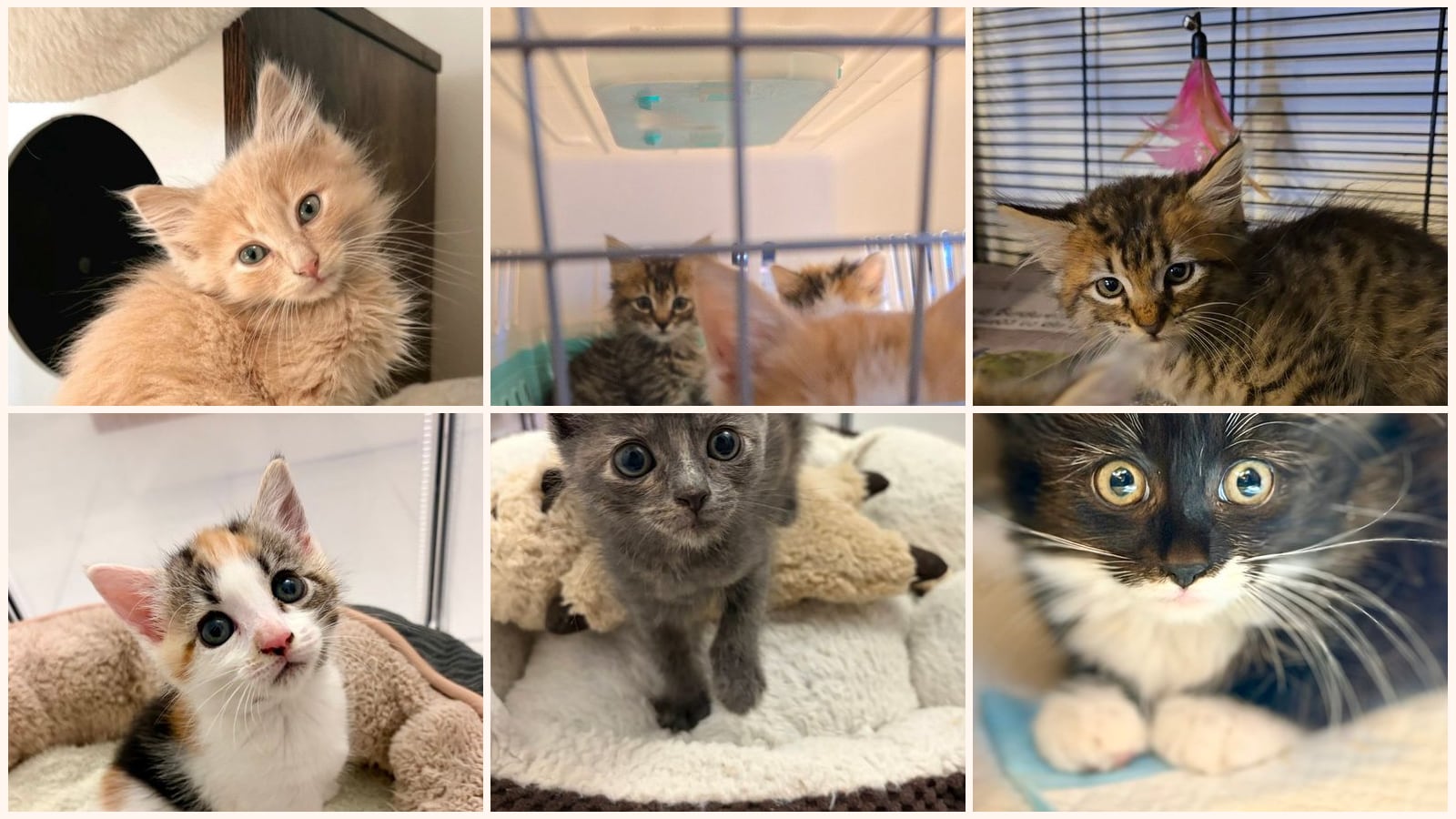 Long-Haired Cats up for adoption near Palo Alto, CA