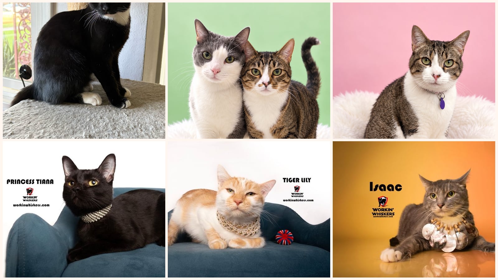 Adult Cats up for adoption near Perris, CA