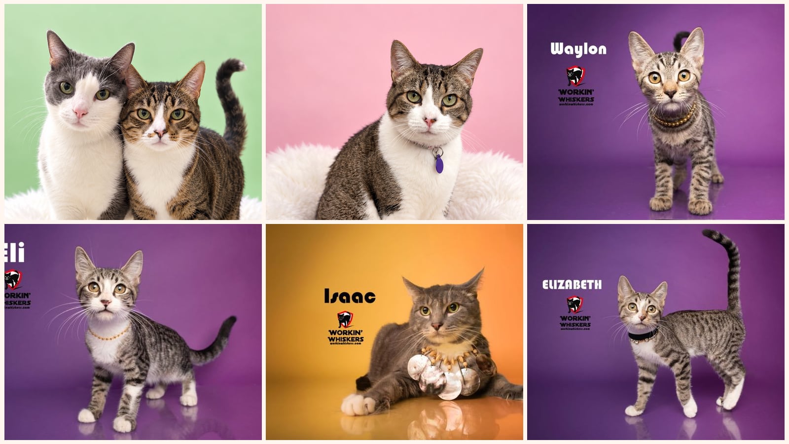 Dog-Friendly Cats up for adoption near Perris, CA