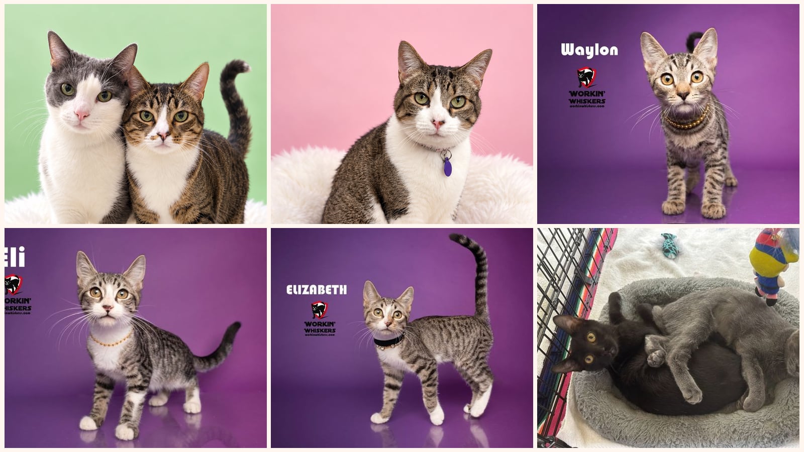 Kid-Friendly Cats up for adoption near Perris, CA
