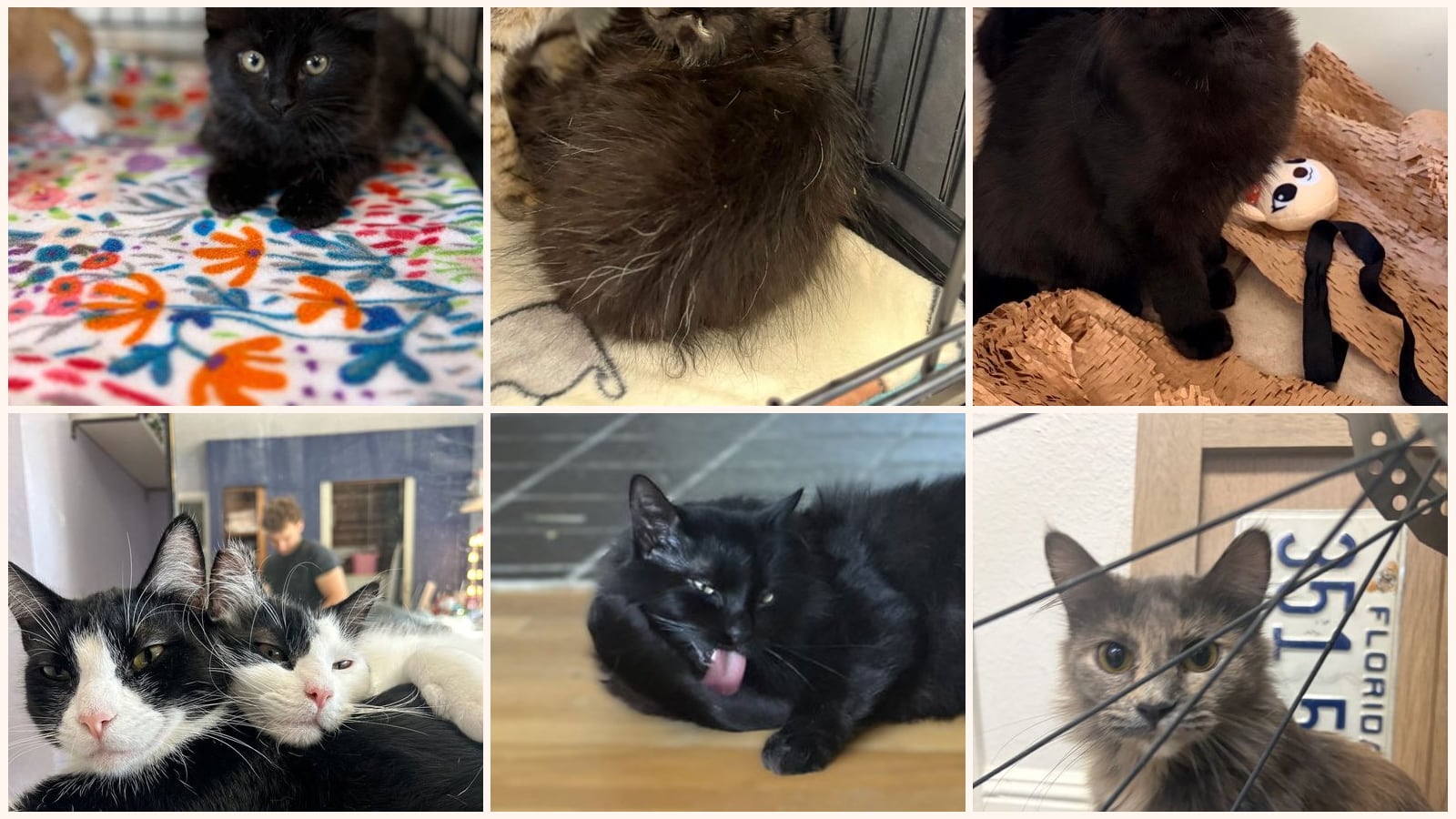 Long-Haired Cats up for adoption near Pittsburg, CA