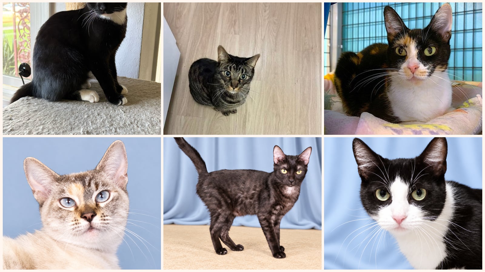 Adult Cats up for adoption near Placentia, CA