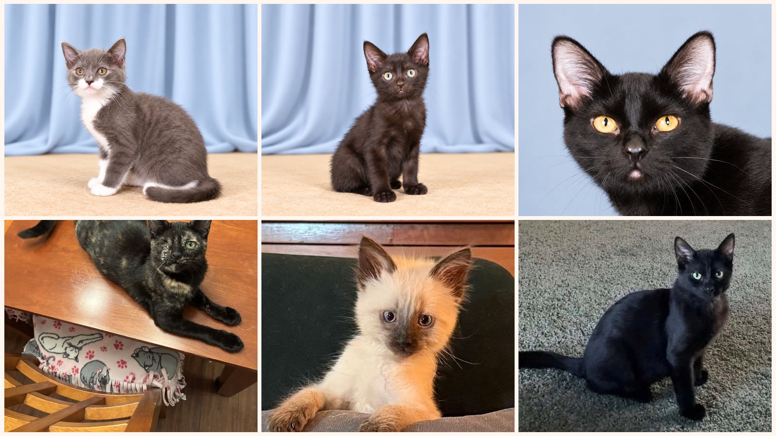 Kittens up for adoption near Placentia, CA