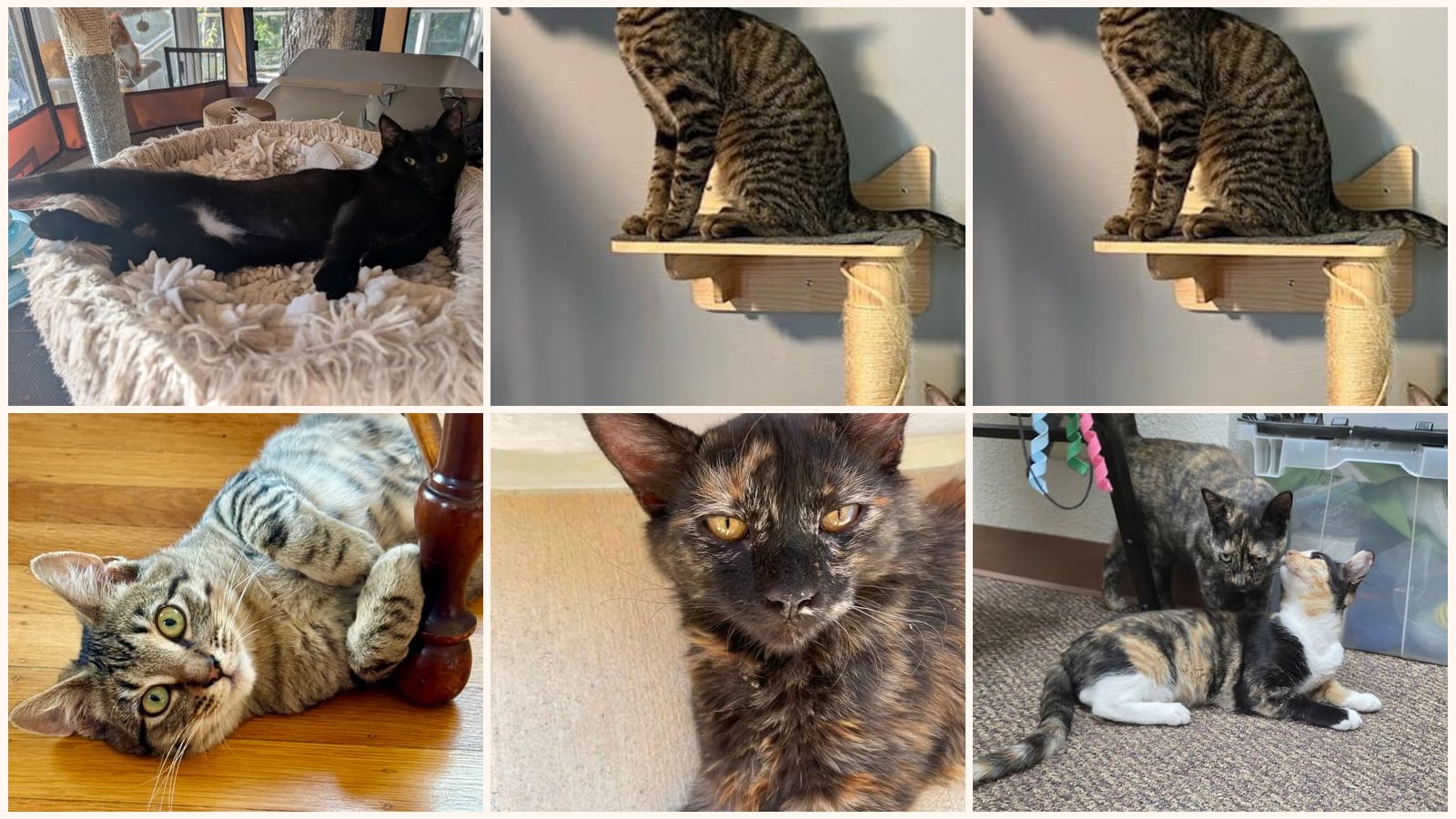 Dog-Friendly Cats up for adoption near Pleasanton, CA