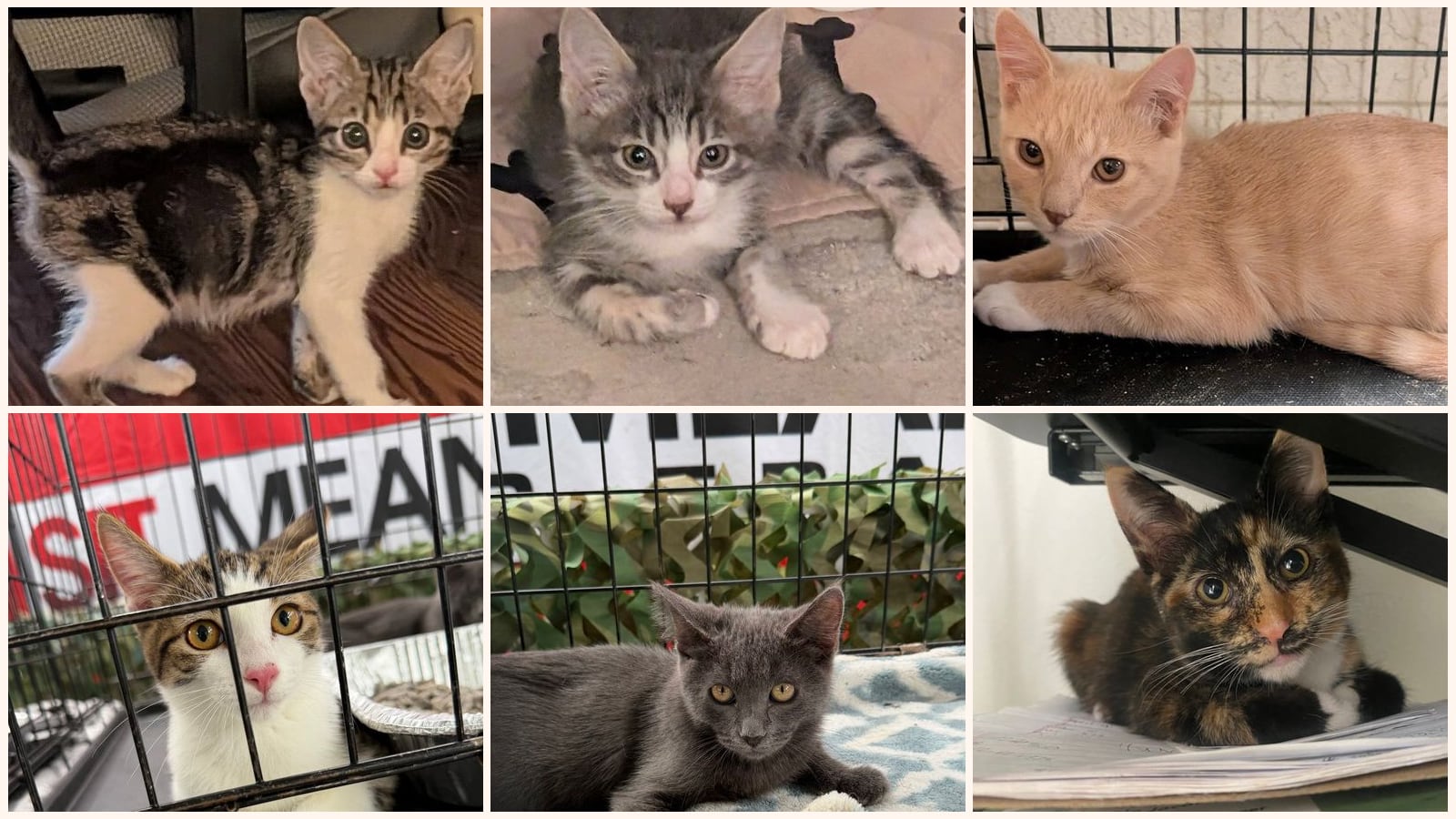 Kid-Friendly Cats up for adoption near Pomona, CA