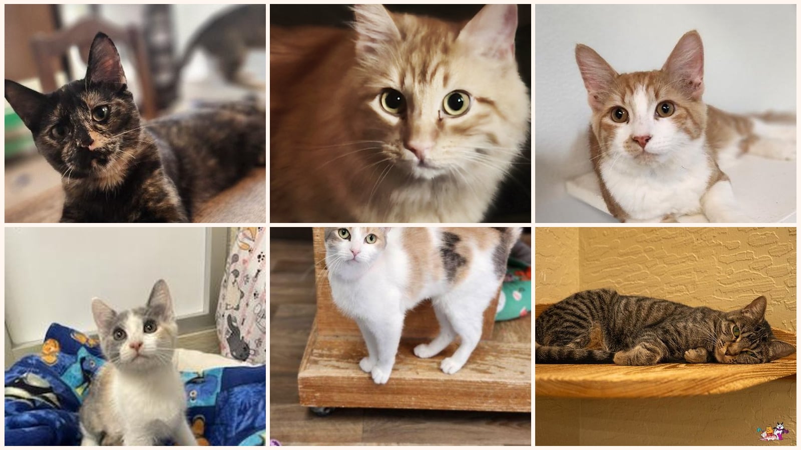 Adult Cats up for adoption near Porterville, CA