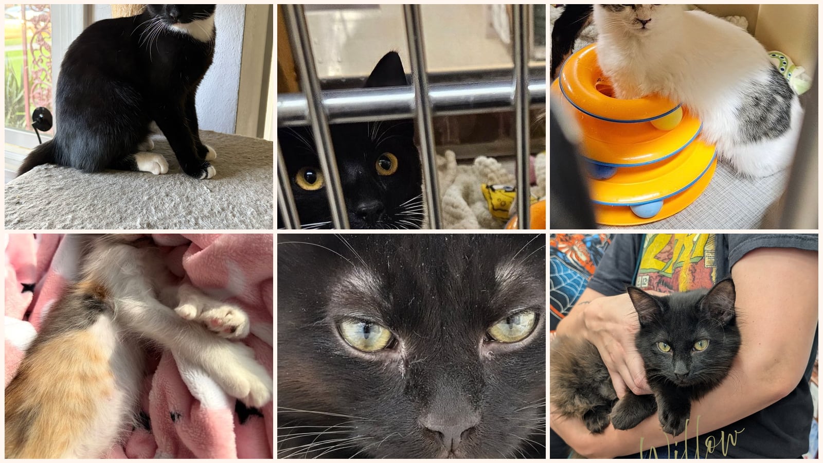 Adult Cats up for adoption near Rancho Cucamonga, CA