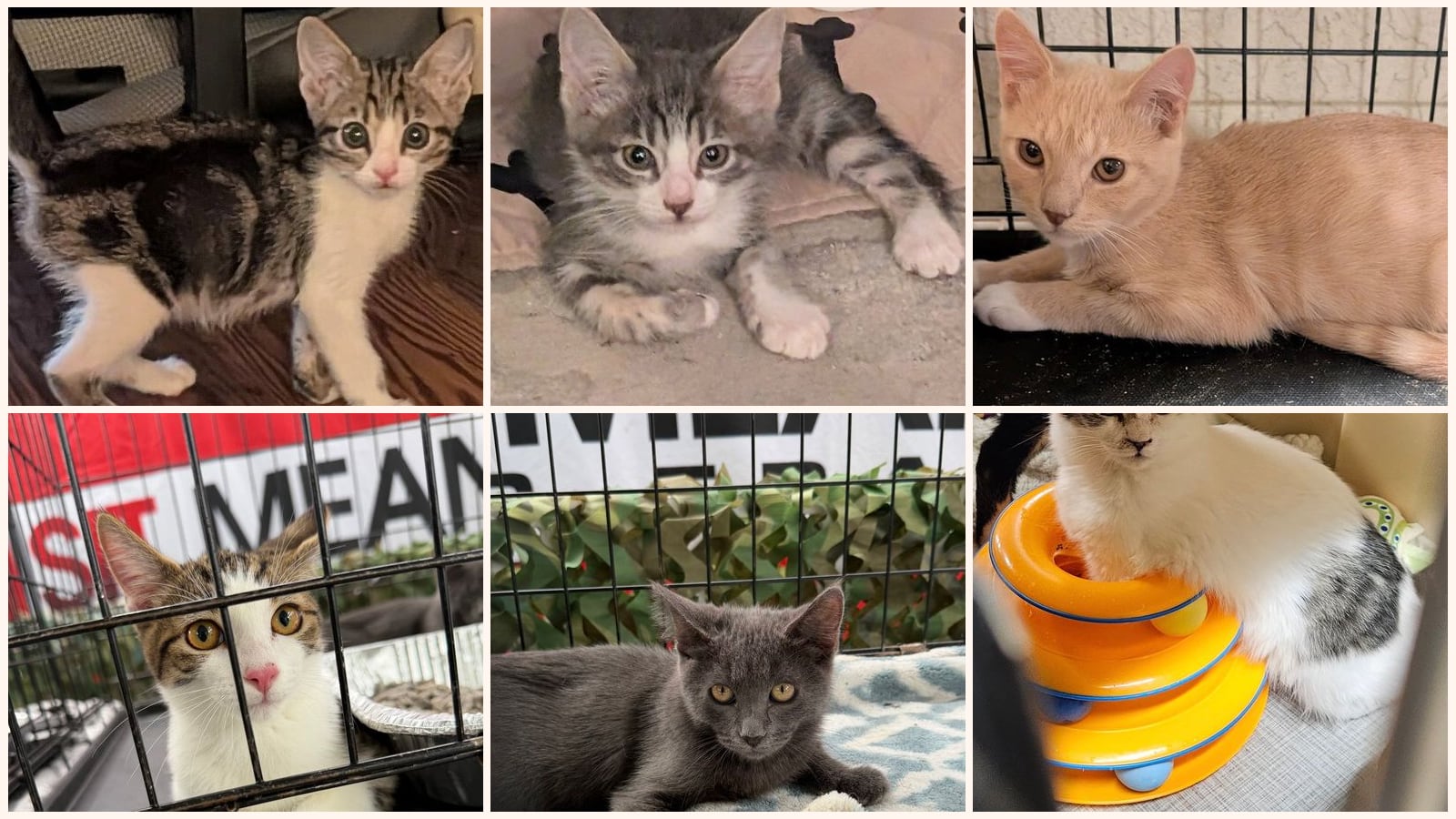 Kid-Friendly Cats up for adoption near Rancho Cucamonga, CA