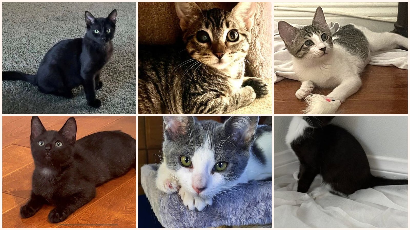 Kittens up for adoption near Redondo Beach, CA