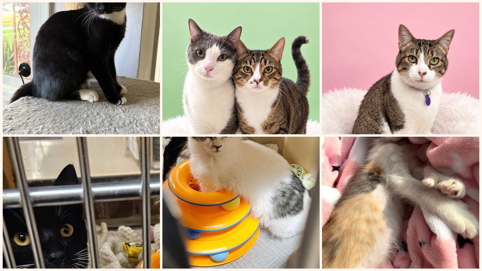 Adult Cats up for adoption near Riverside, CA