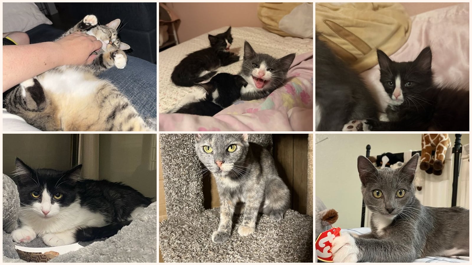 Dog-Friendly Cats up for adoption near Rocklin, CA