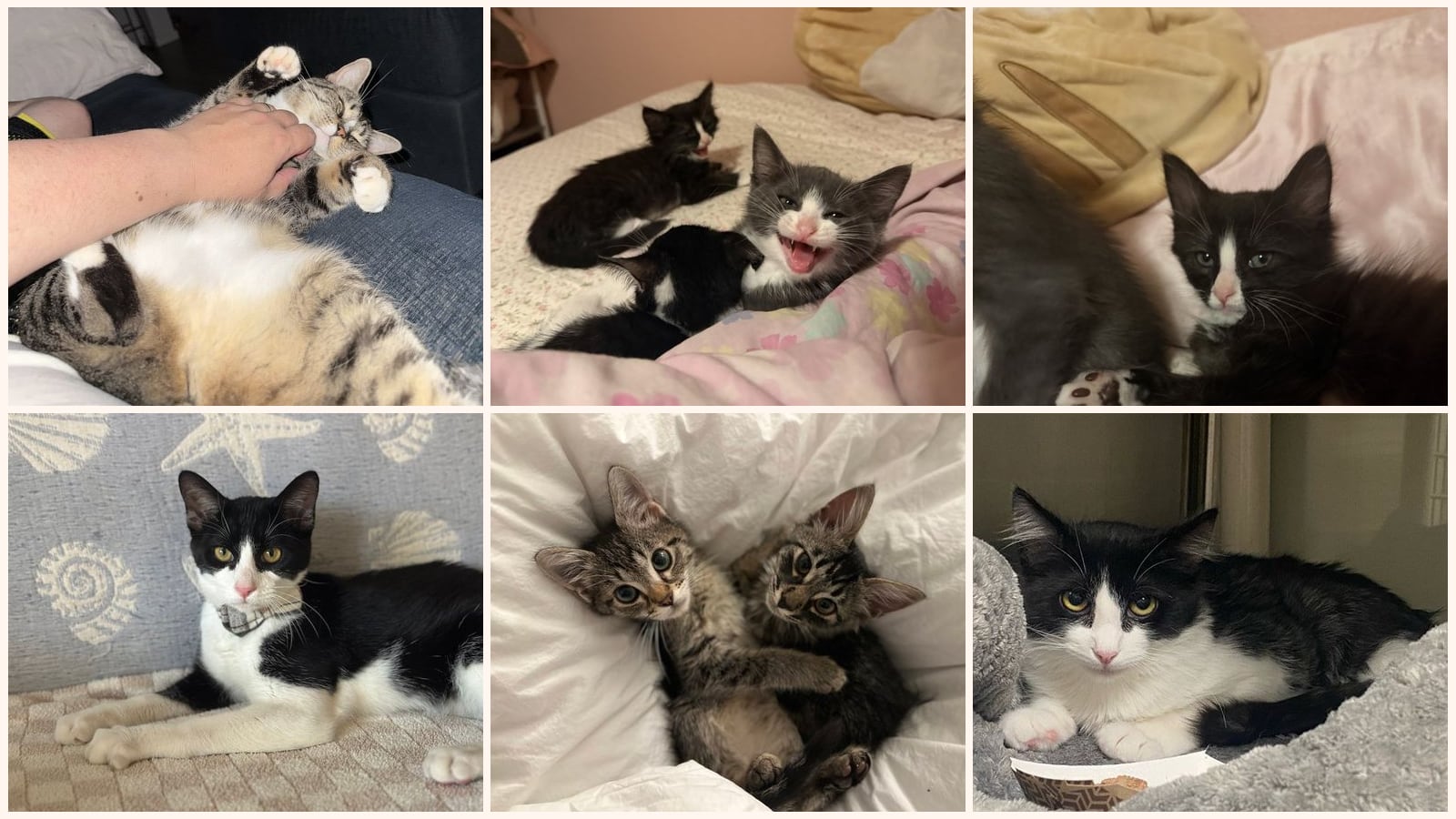 Adult Cats up for adoption near Roseville, CA