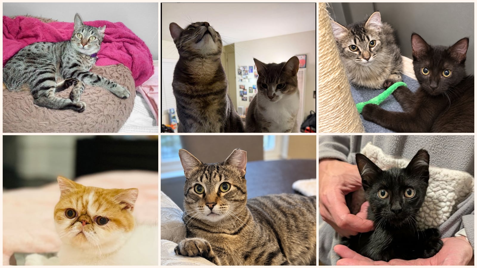 Adult Cats up for adoption near Salinas, CA