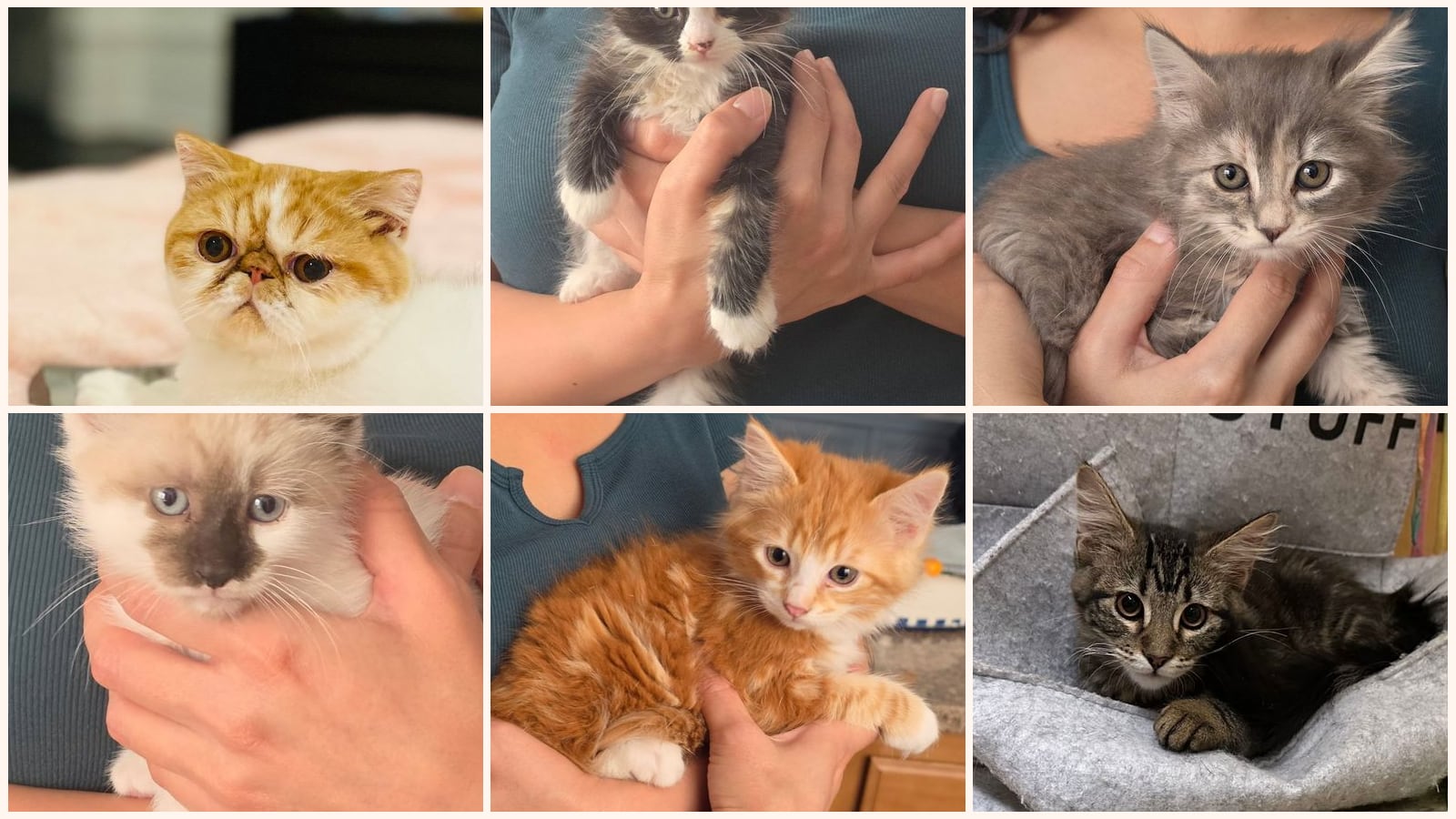 Dog-Friendly Cats up for adoption near Salinas, CA