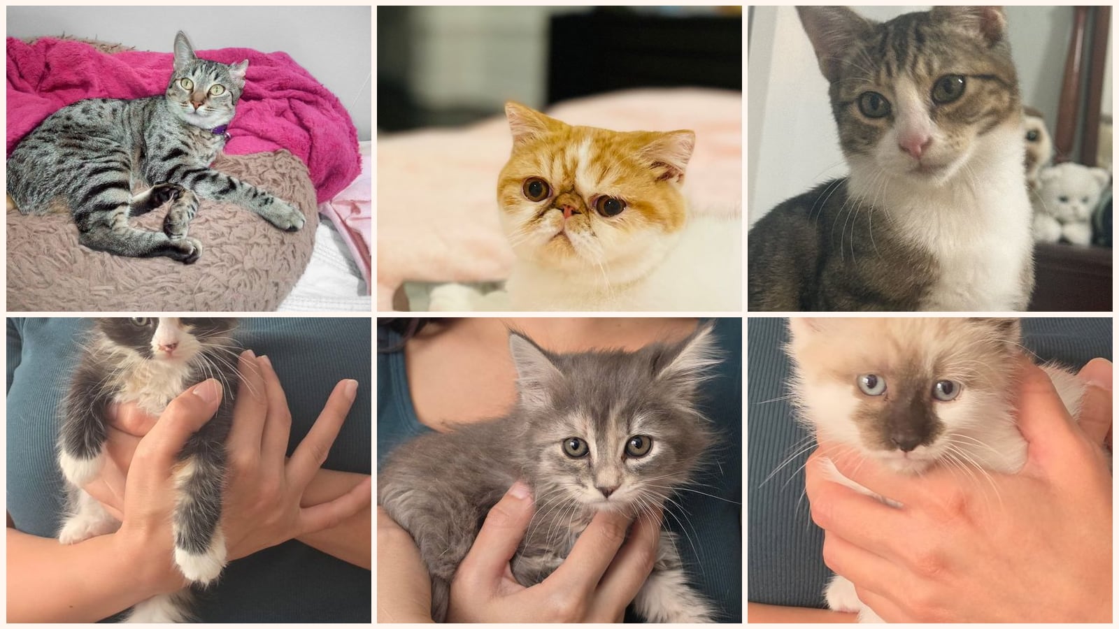 Kid-Friendly Cats up for adoption near Salinas, CA