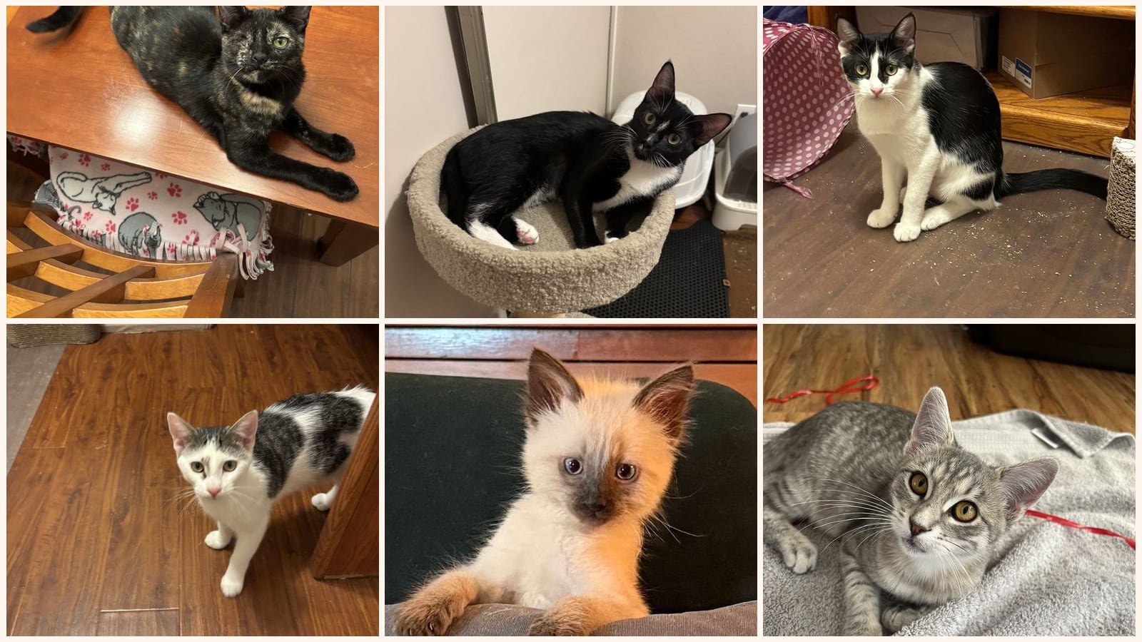 Dog-Friendly Cats up for adoption near San Clemente, CA