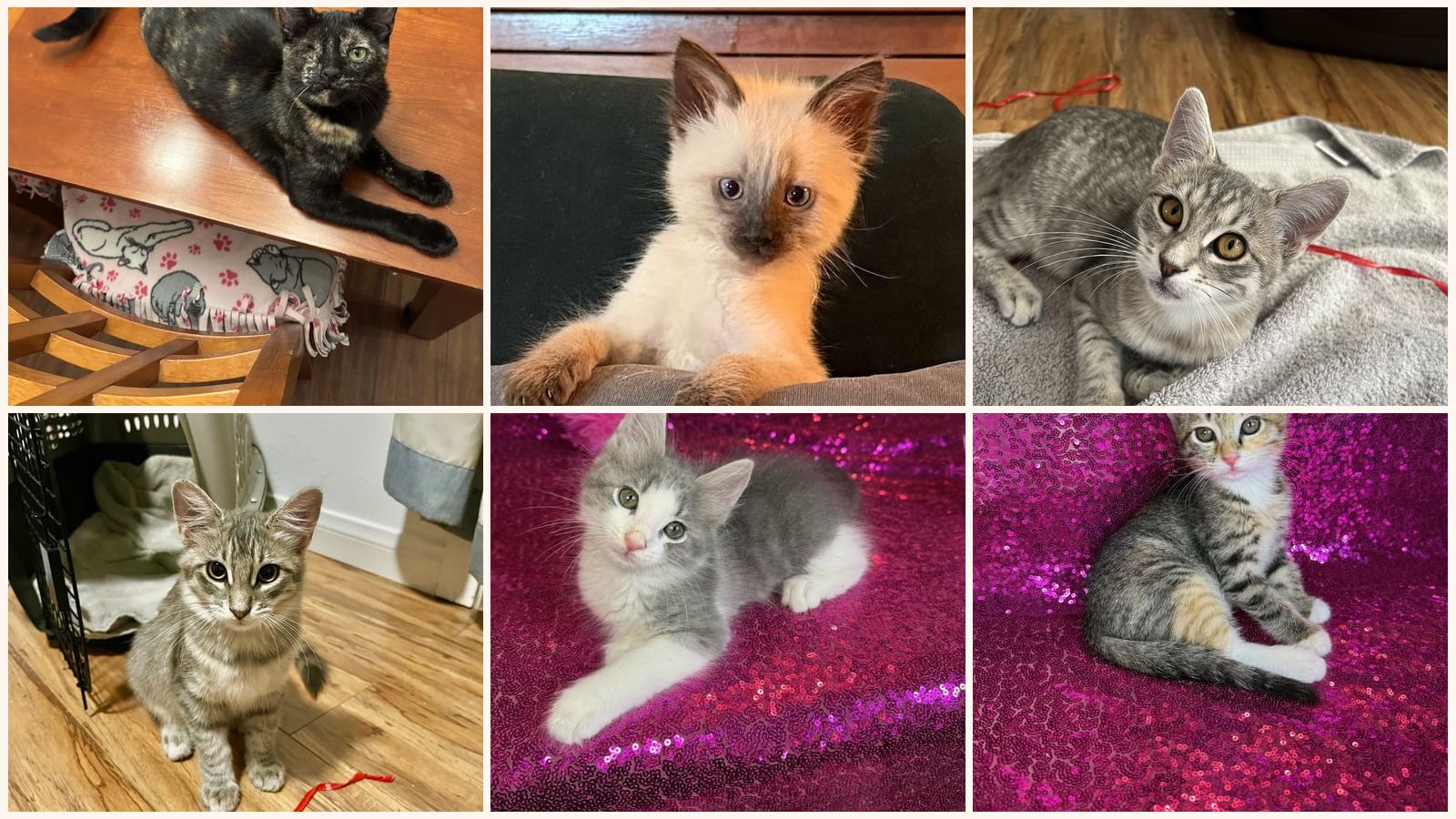 Kittens up for adoption near San Clemente, CA