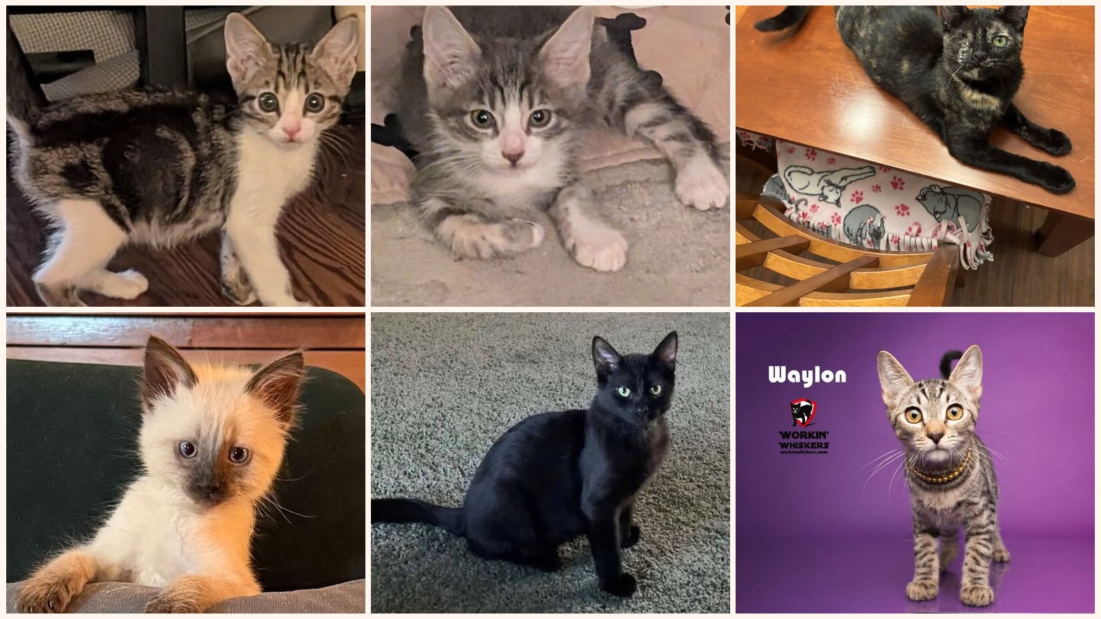Kittens up for adoption near San Diego, CA