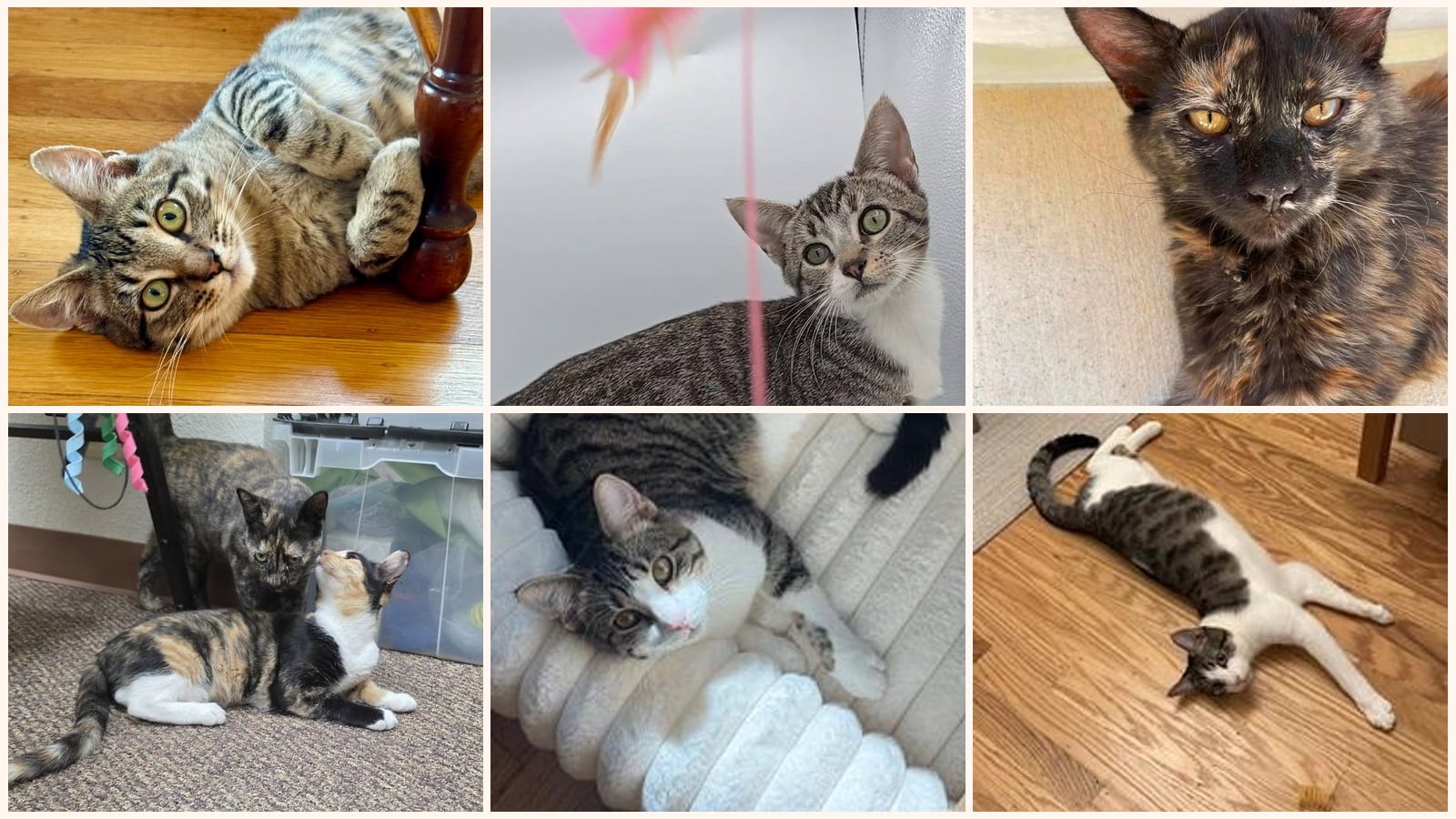 Kid-Friendly Cats up for adoption near San Francisco, CA