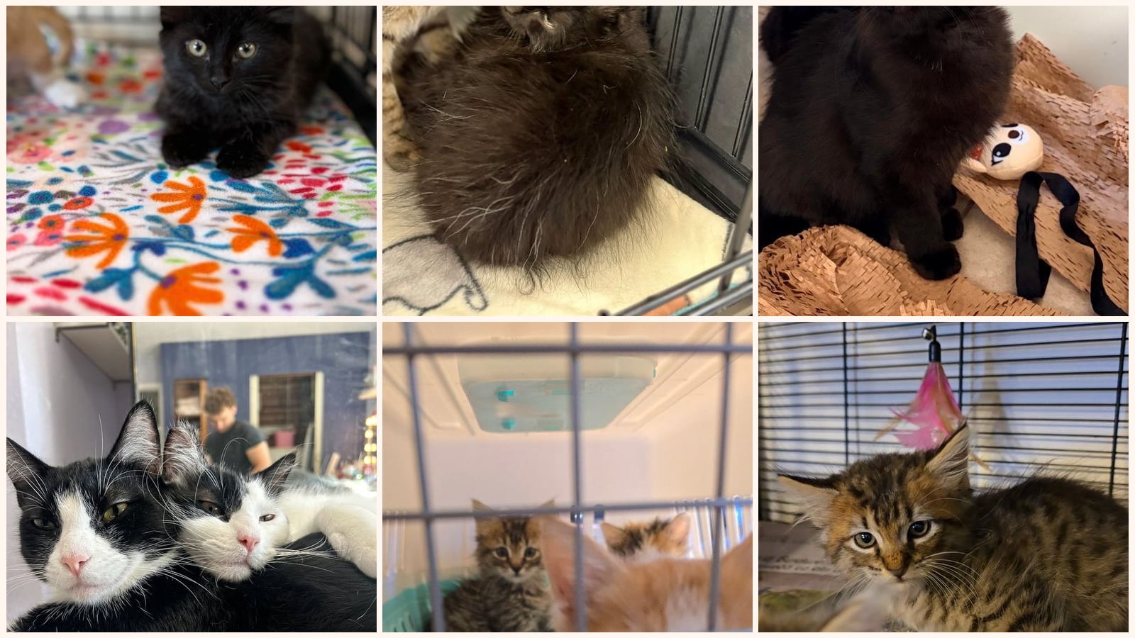 Long-Haired Cats up for adoption near San Leandro, CA