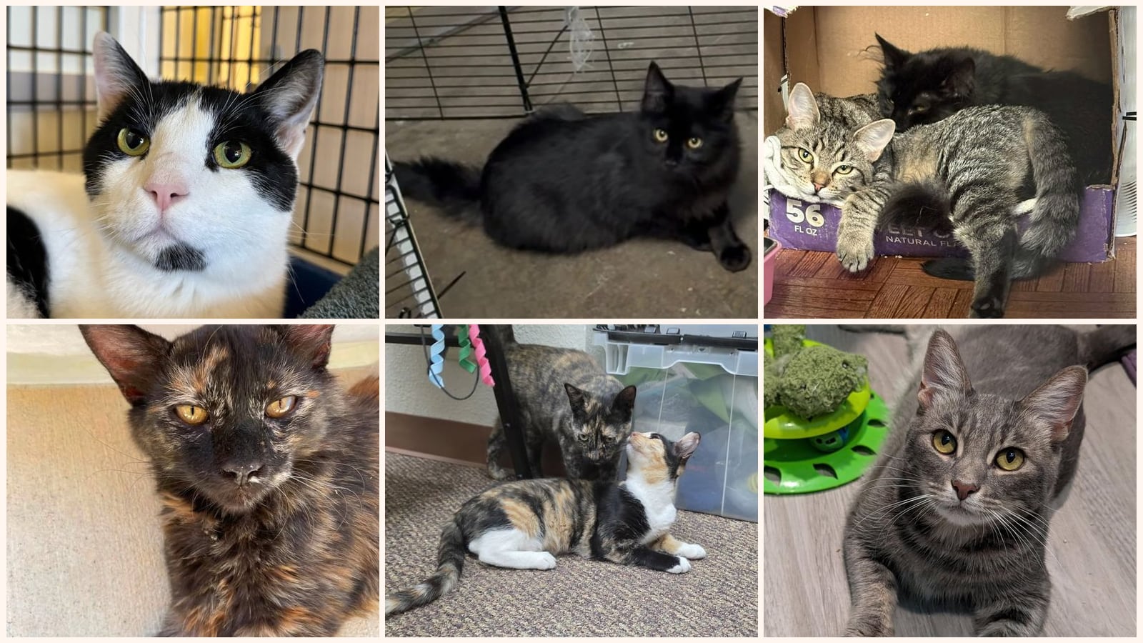 Adult Cats up for adoption near San Mateo, CA