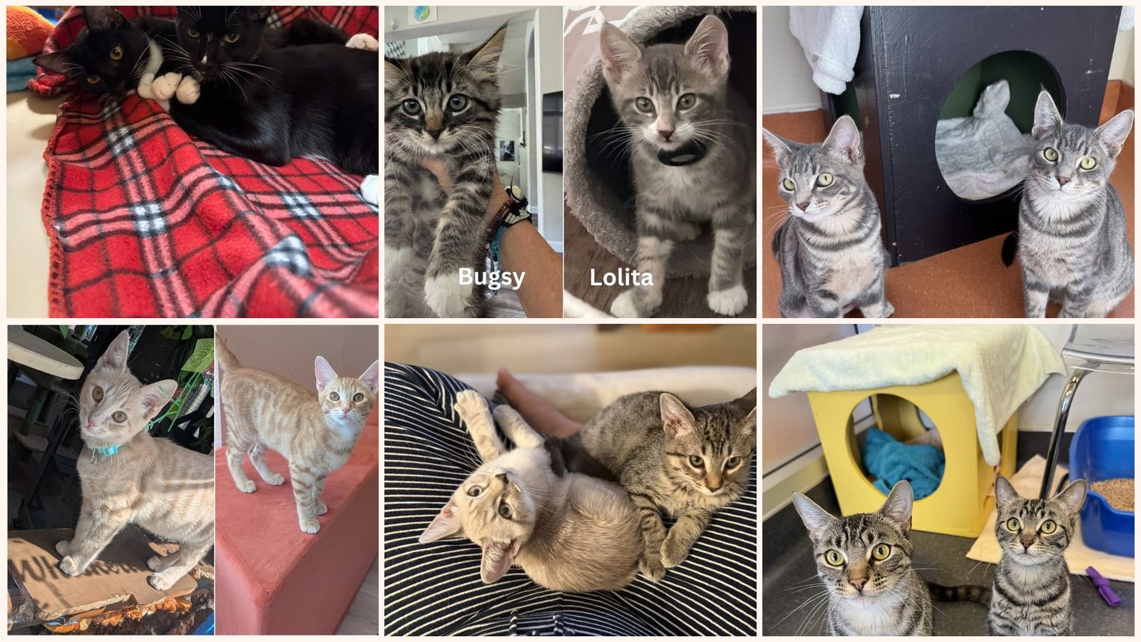 Bonded Pairs up for adoption near San Mateo, CA