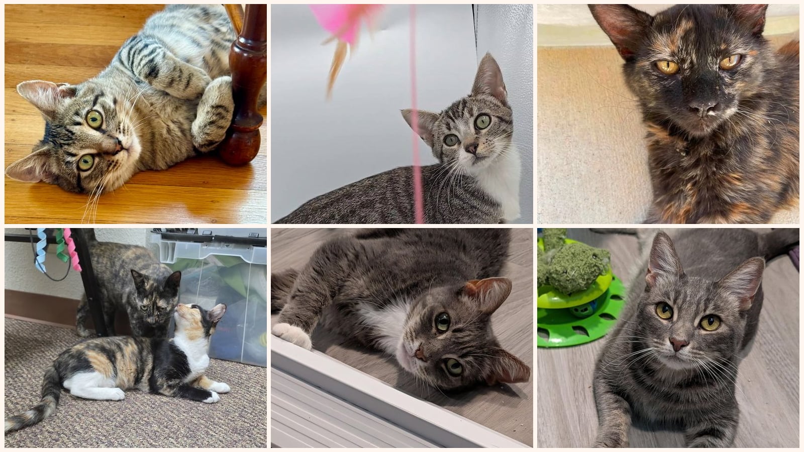 Kid-Friendly Cats up for adoption near San Mateo, CA