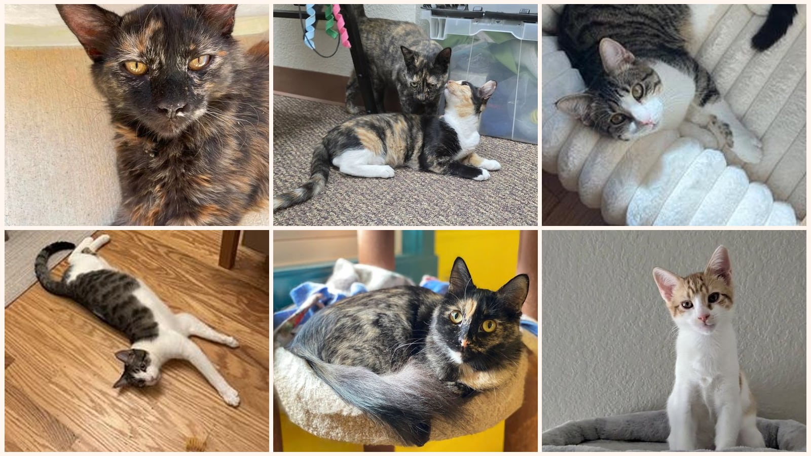 Adult Cats up for adoption near San Rafael, CA
