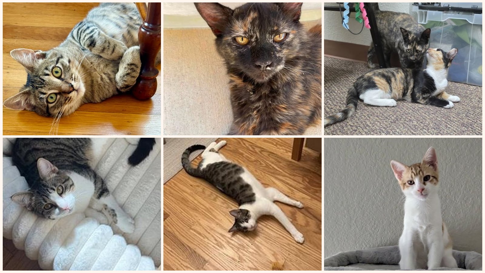 Kid-Friendly Cats up for adoption near San Rafael, CA