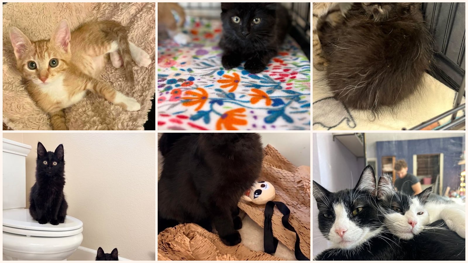 Bonded Pairs up for adoption near San Ramon, CA