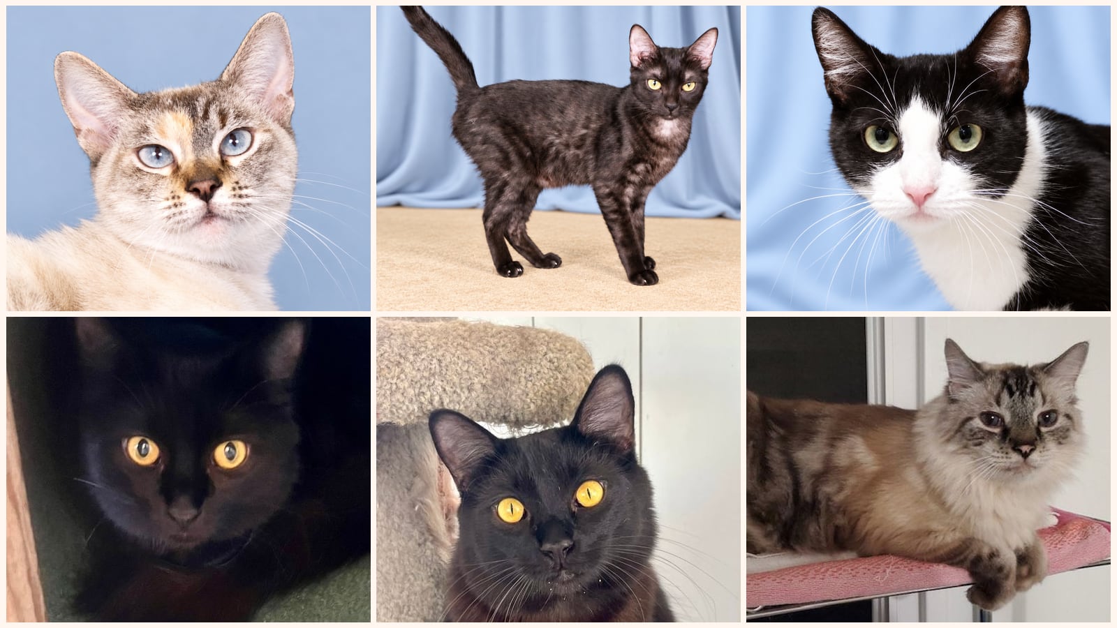 Adult Cats up for adoption near Santa Barbara, CA