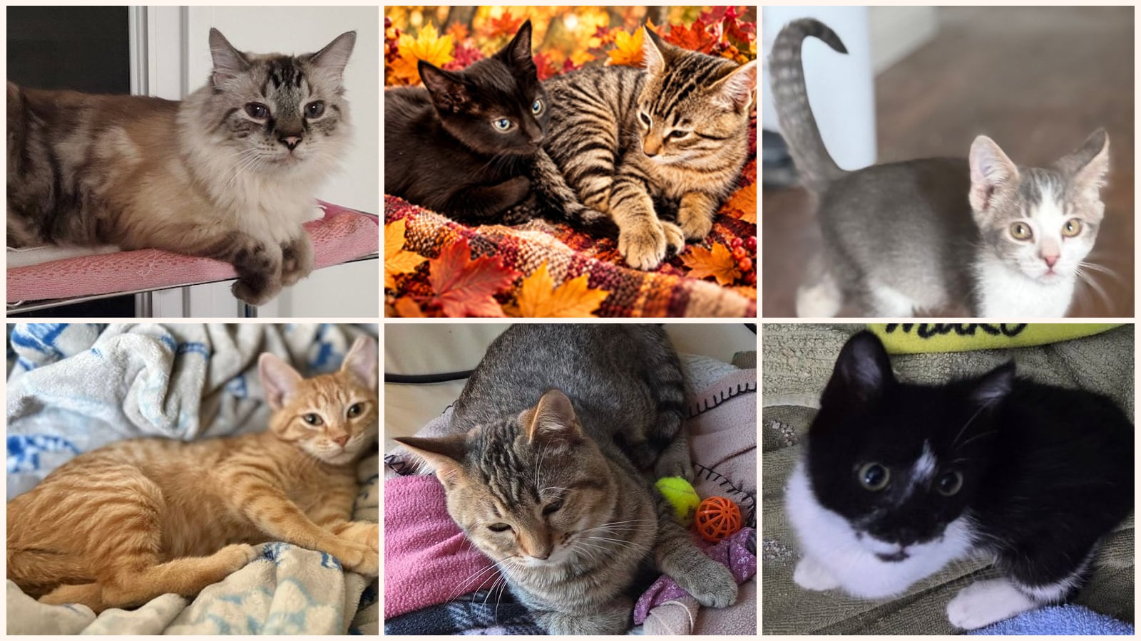 Bonded Pairs up for adoption near Santa Barbara, CA