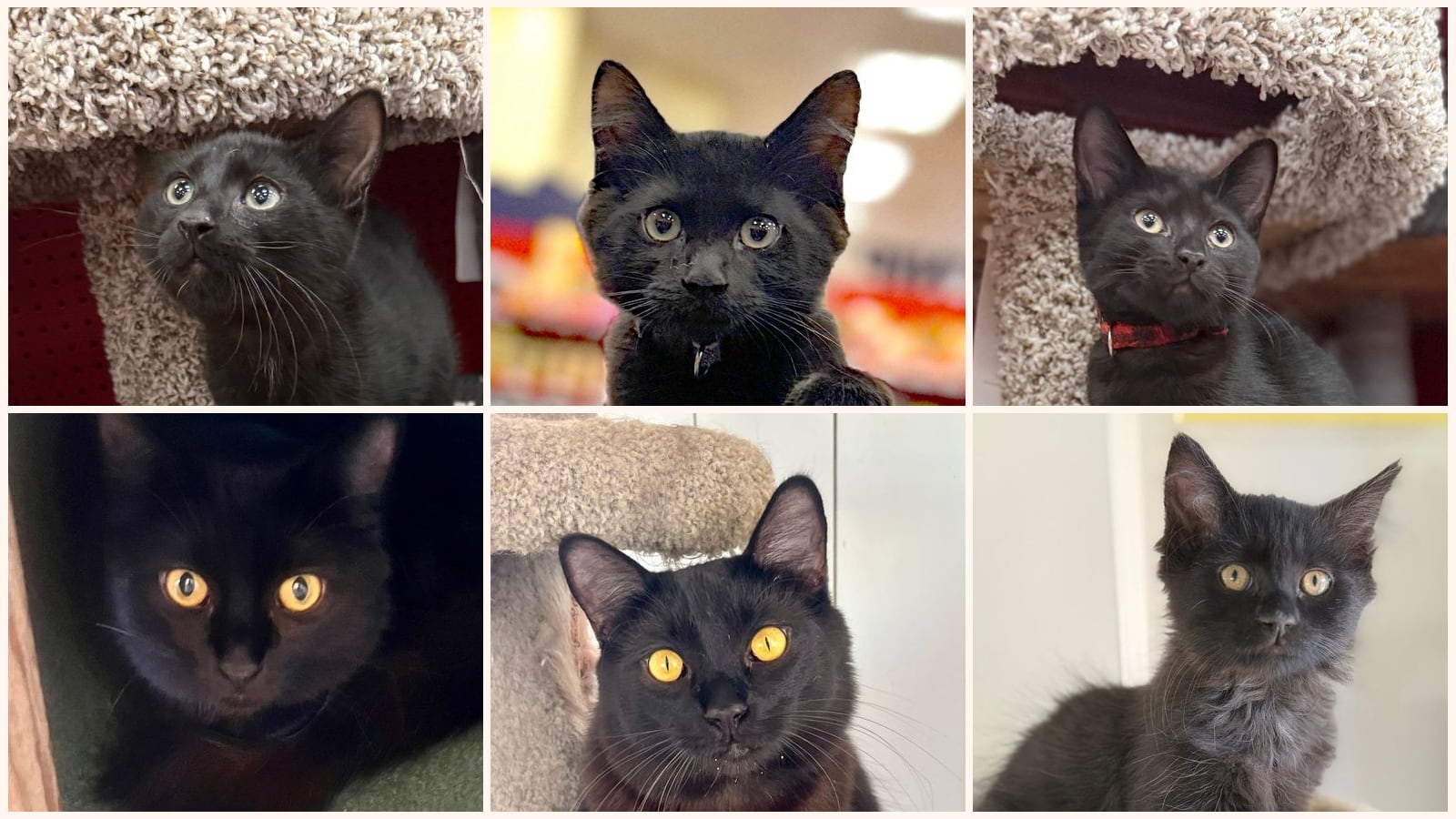 Kid-Friendly Cats up for adoption near Santa Barbara, CA