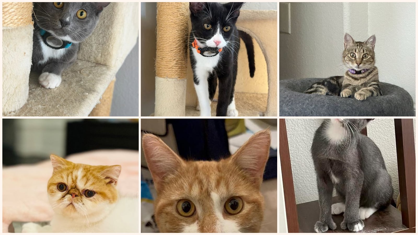 Dog-Friendly Cats up for adoption near Santa Clara, CA