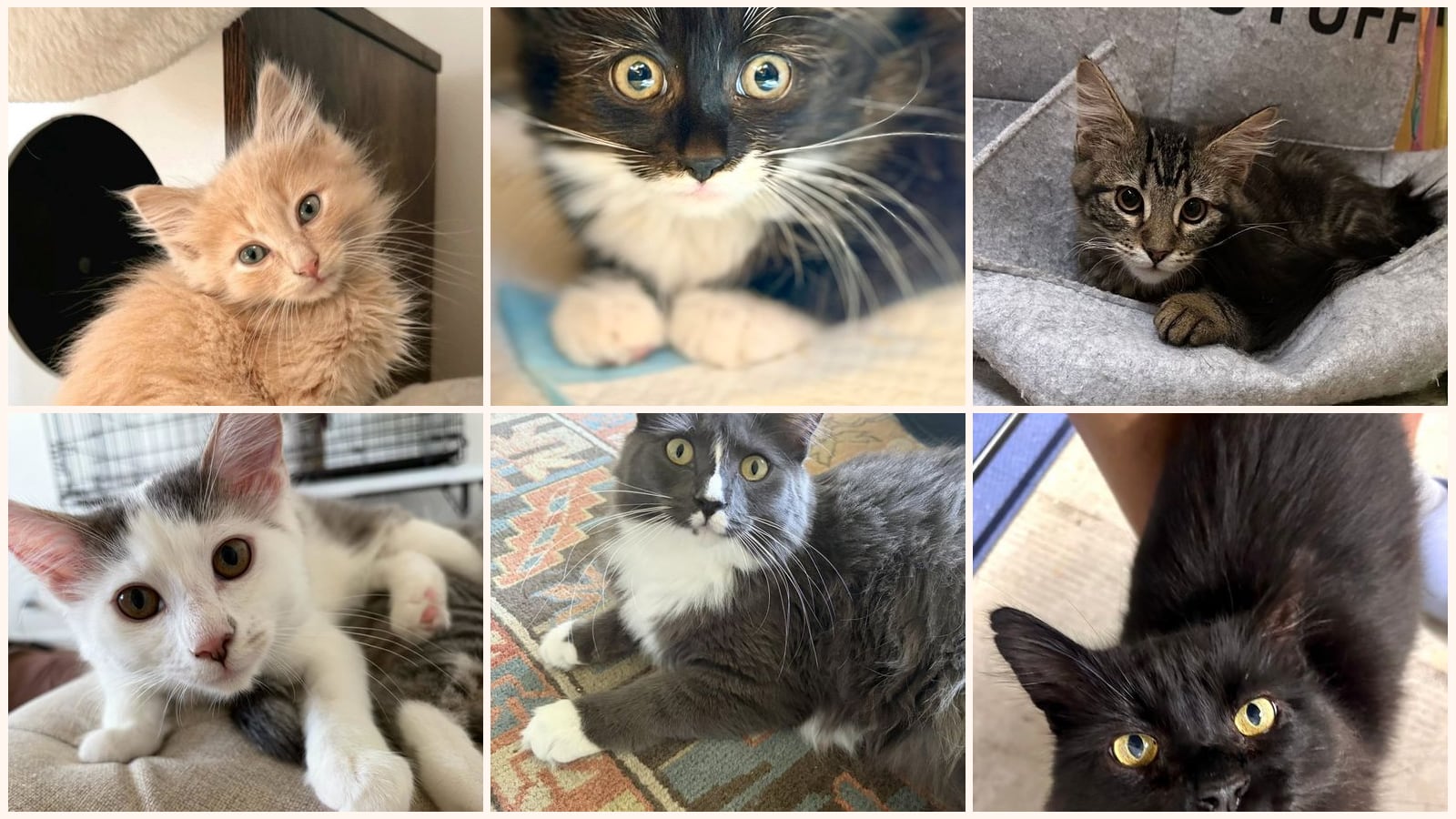 Long-Haired Cats up for adoption near Santa Clara, CA