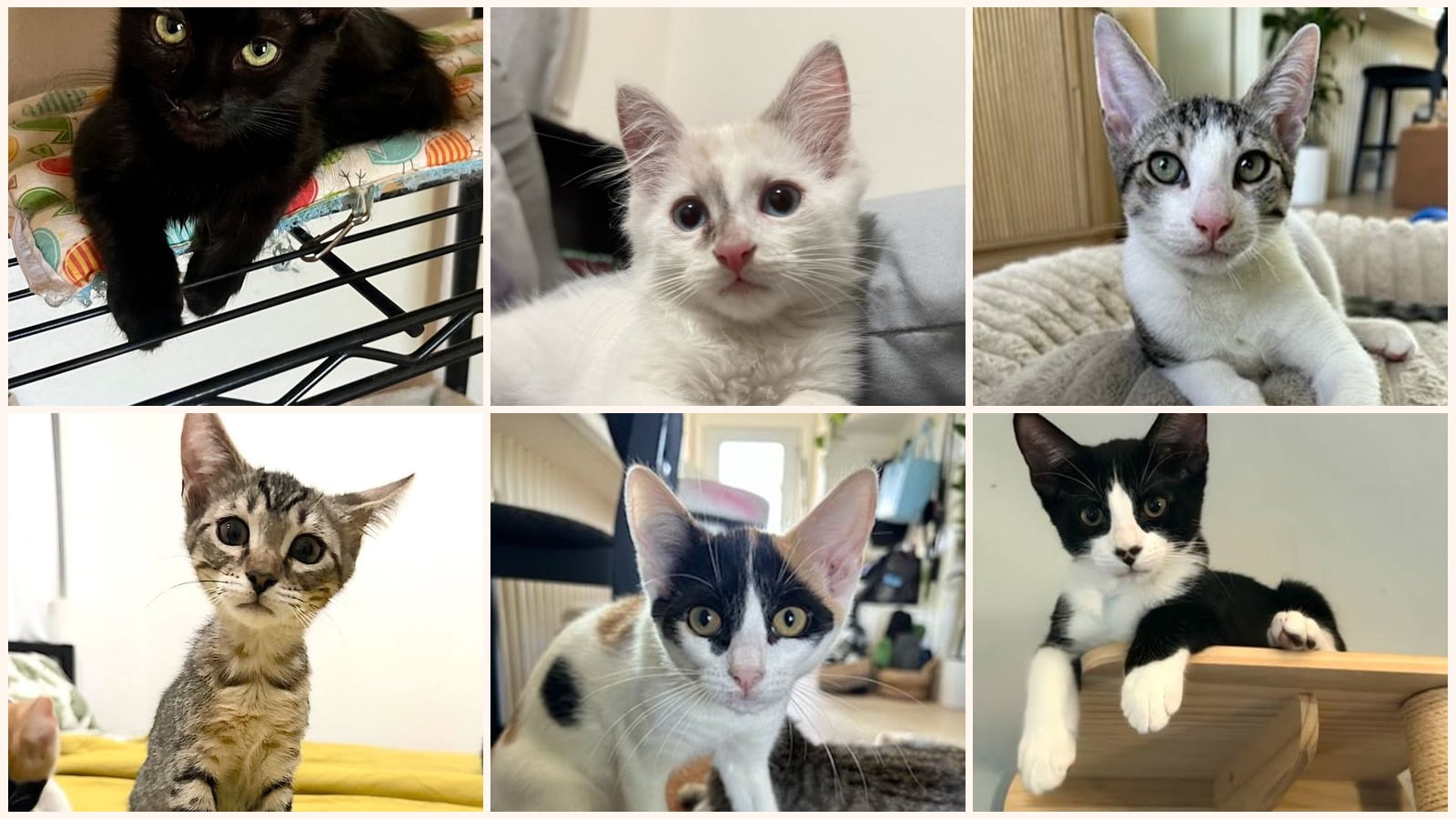 Kittens up for adoption near Santa Clarita, CA