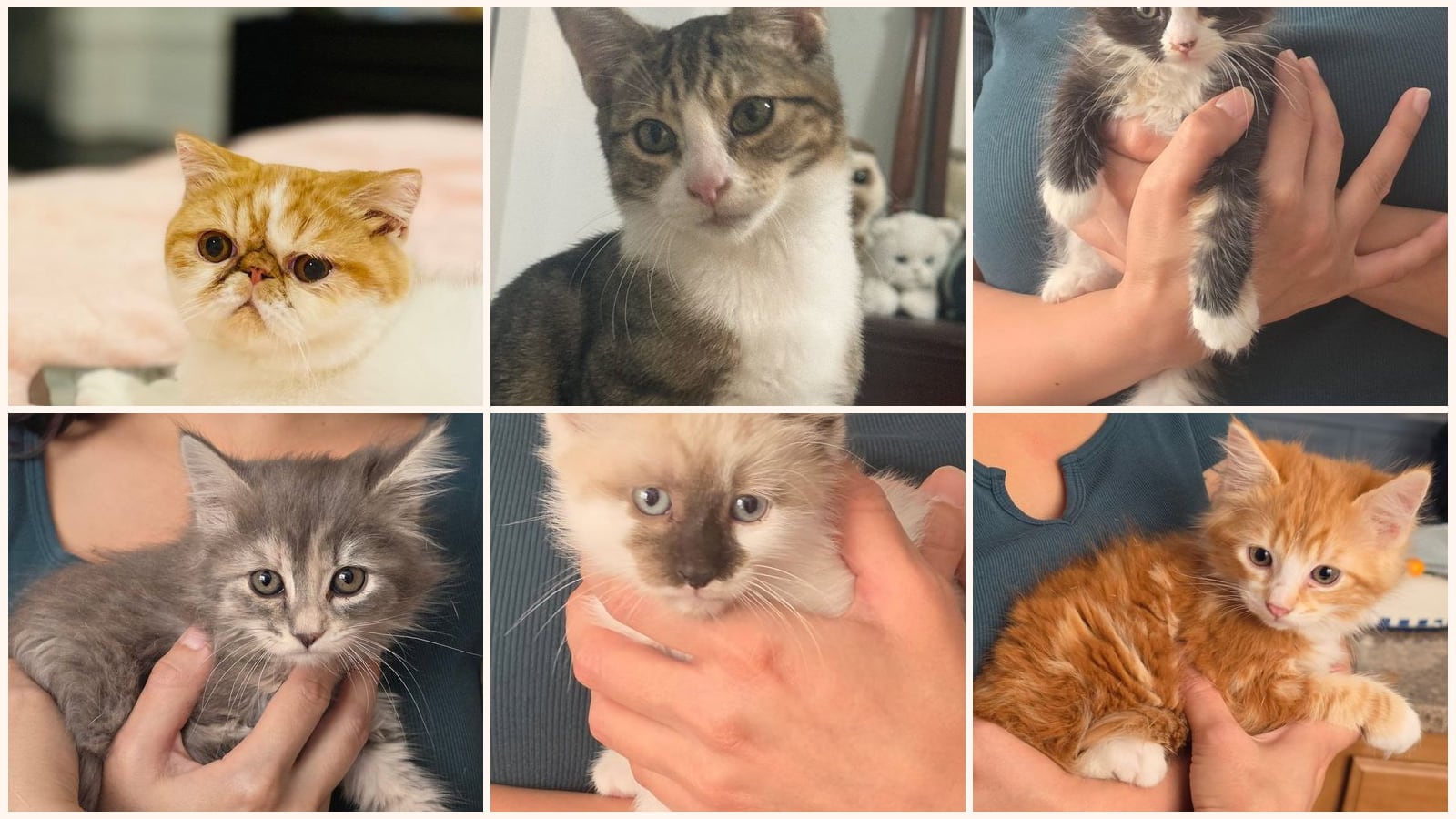 Kid-Friendly Cats up for adoption near Santa Cruz, CA